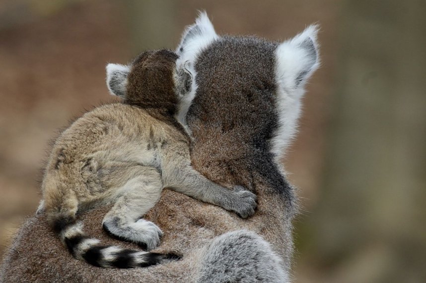 Besuch im Affenpark Strau&szlig;berg
