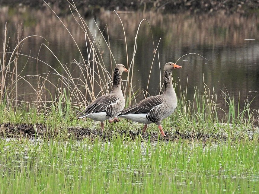 Peter Blei unterwegs in Steinsee