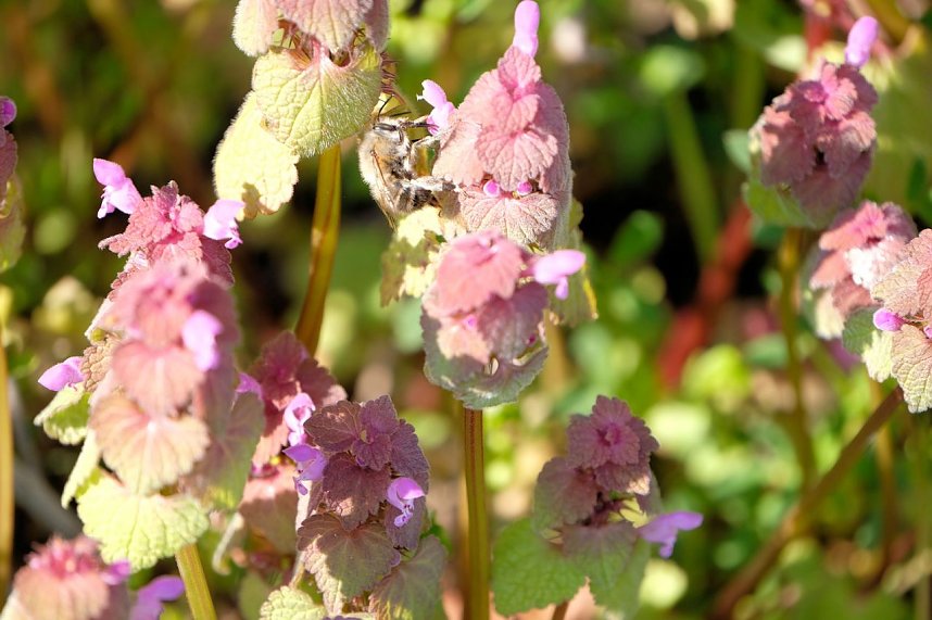 Summender Fr&uuml;hling 