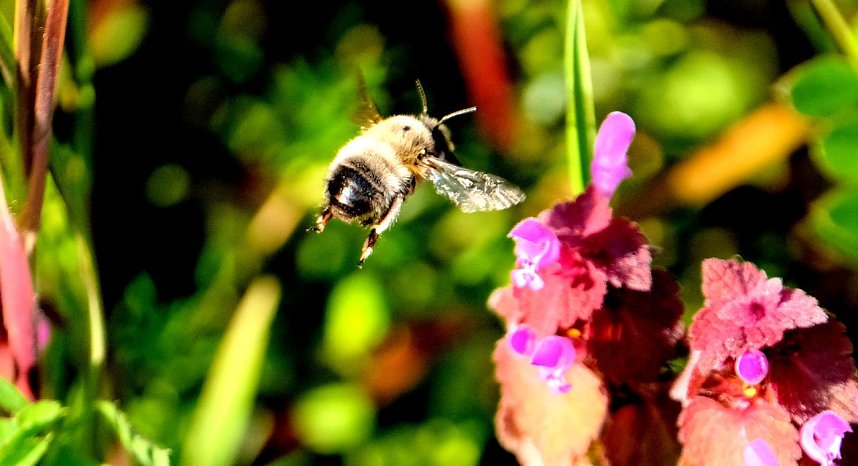 Summender Fr&uuml;hling 