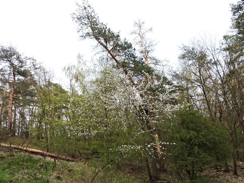 Peter Blei unterwegs bei Steigerthal