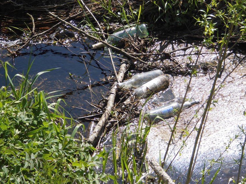 Borbachtungen zur Biodiversit&auml;t