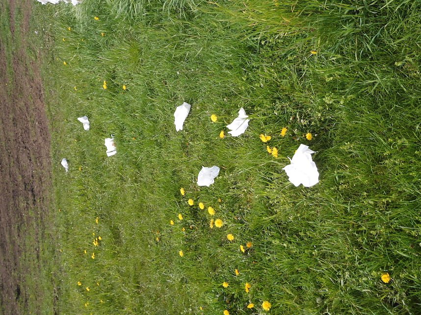 Borbachtungen zur Biodiversit&auml;t