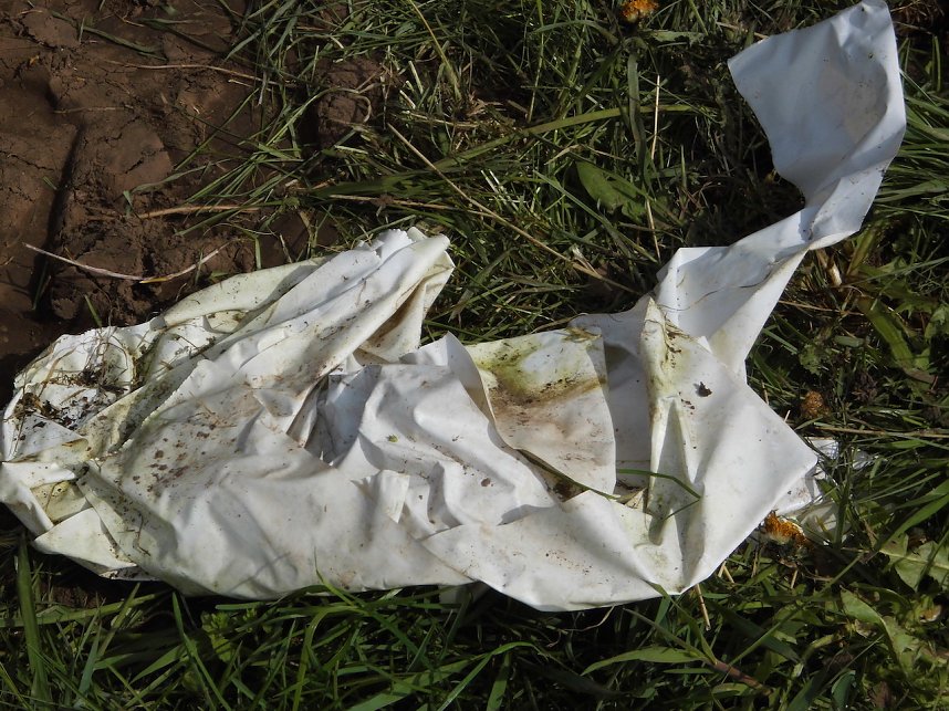 Borbachtungen zur Biodiversit&auml;t