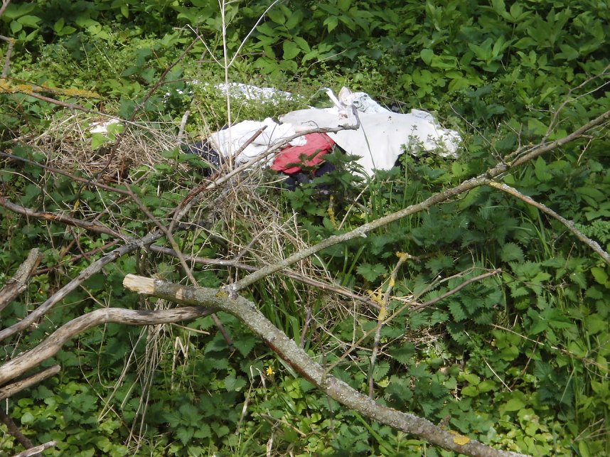 Borbachtungen zur Biodiversit&auml;t