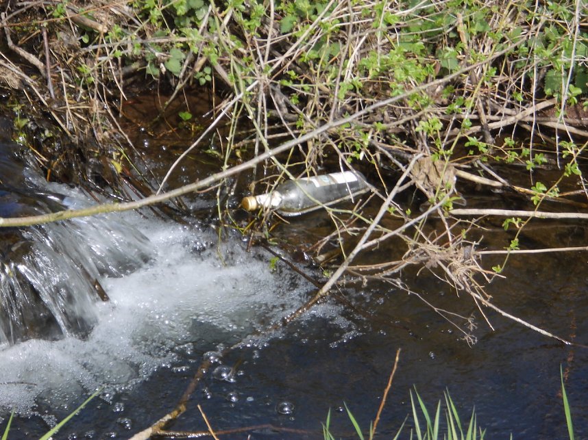 Borbachtungen zur Biodiversit&auml;t