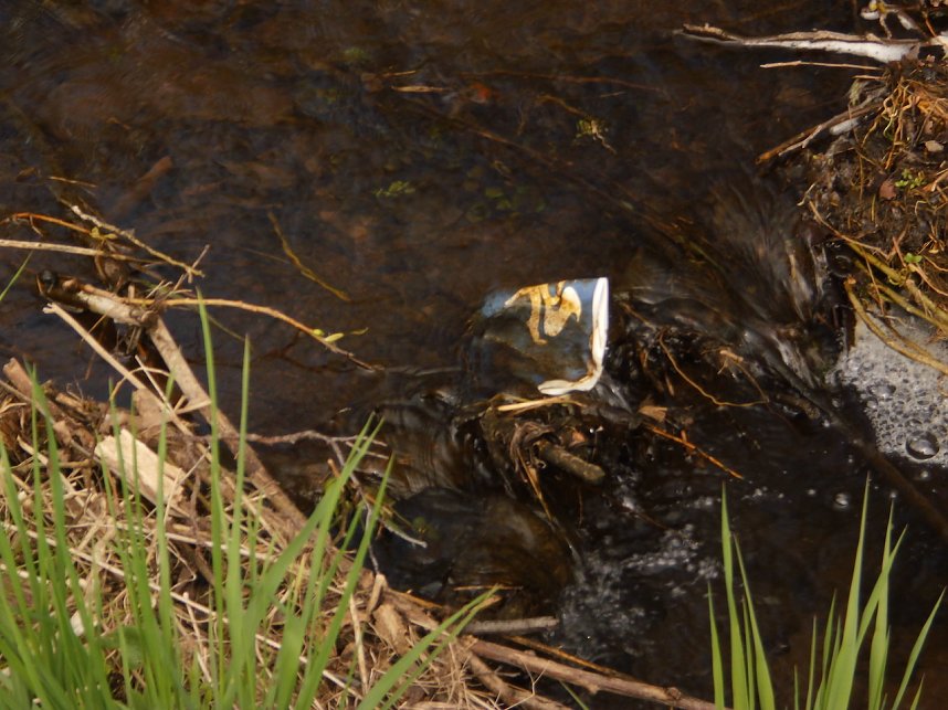 Borbachtungen zur Biodiversit&auml;t