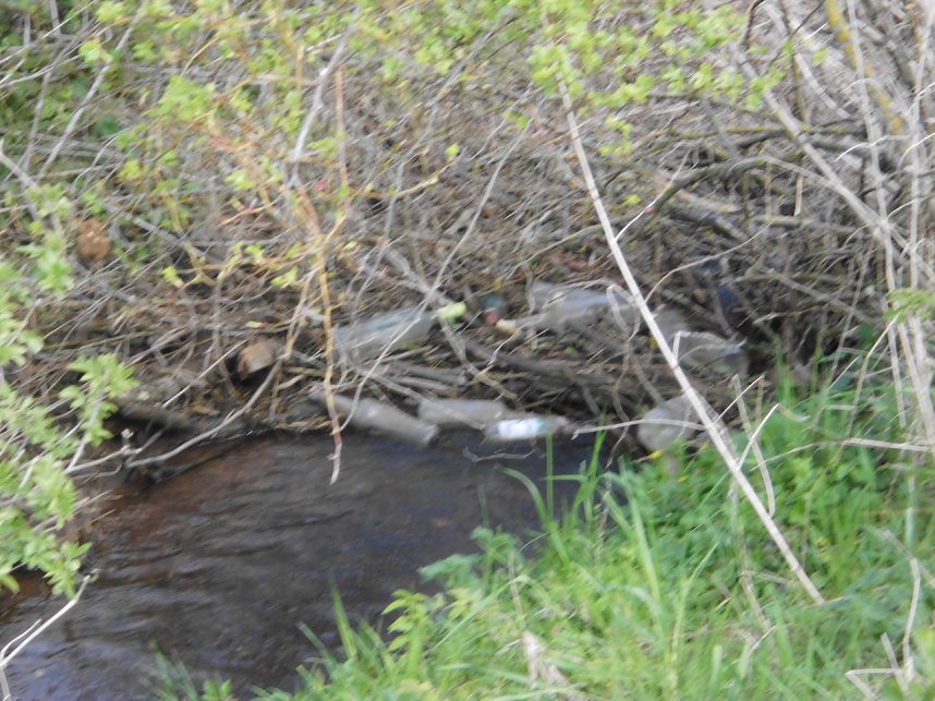 Borbachtungen zur Biodiversit&auml;t