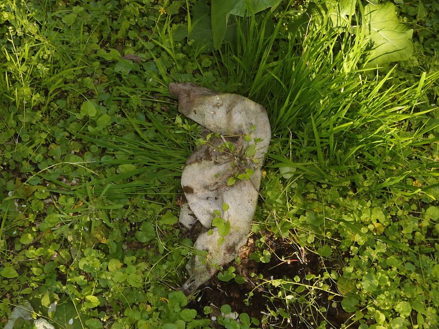 Borbachtungen zur Biodiversit&auml;t