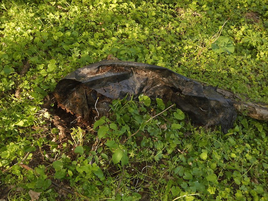 Borbachtungen zur Biodiversit&auml;t