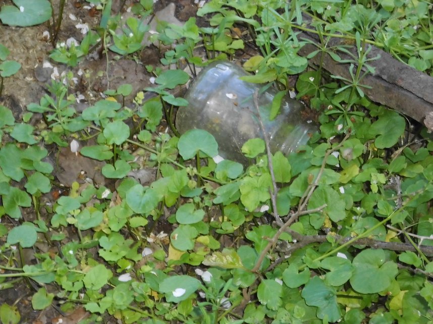 Borbachtungen zur Biodiversit&auml;t