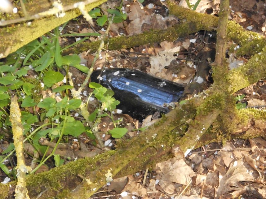 Borbachtungen zur Biodiversit&auml;t