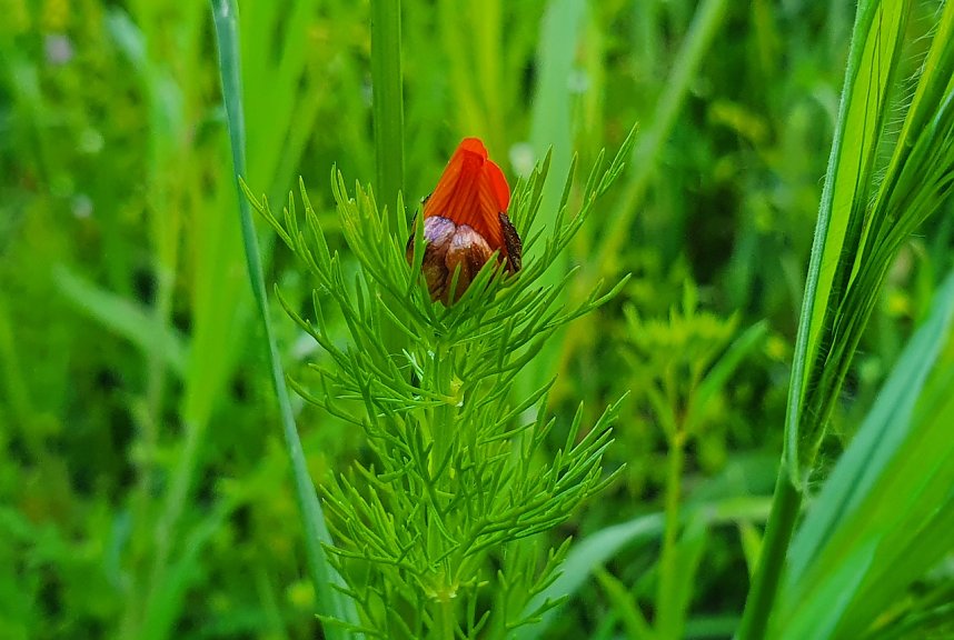 Seltene Funde am Ackerrand