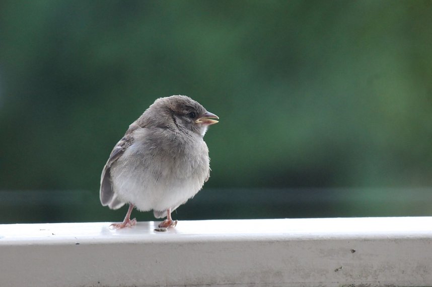 Junger Haussperling auf entdeckungstour