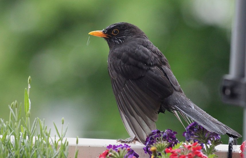Amselm&auml;nnchen trocknet seine Federn nach einem Regenguss
