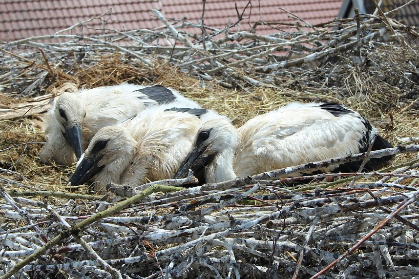 Drei Jungst&ouml;rche wurden heute in Windehausen beringt