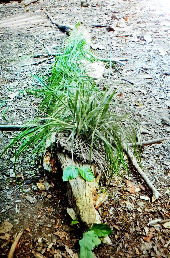F&uuml;r die Kleinen der Kinderwelt am Frauenberg geht es endlich wieder in den Wald