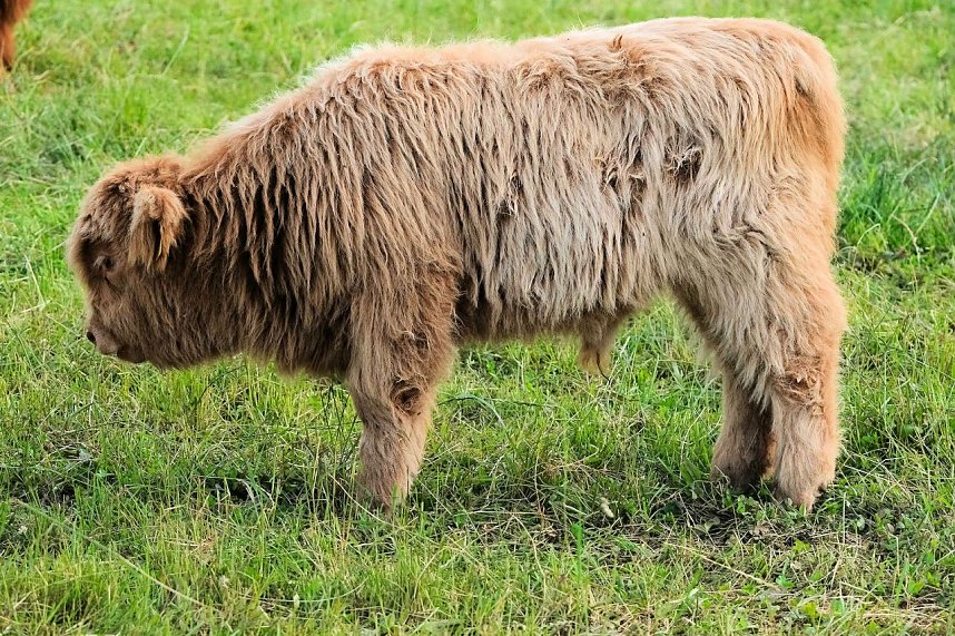 Abendstimmung am Rosenteich