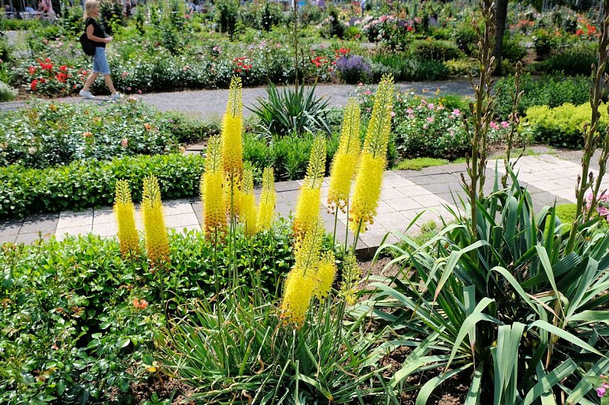 Kr&ouml;nung der Rosenk&ouml;nigin in Sangerhausen