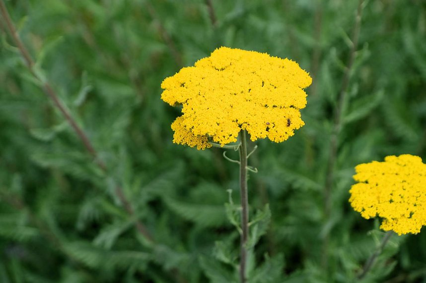 Kr&ouml;nung der Rosenk&ouml;nigin in Sangerhausen