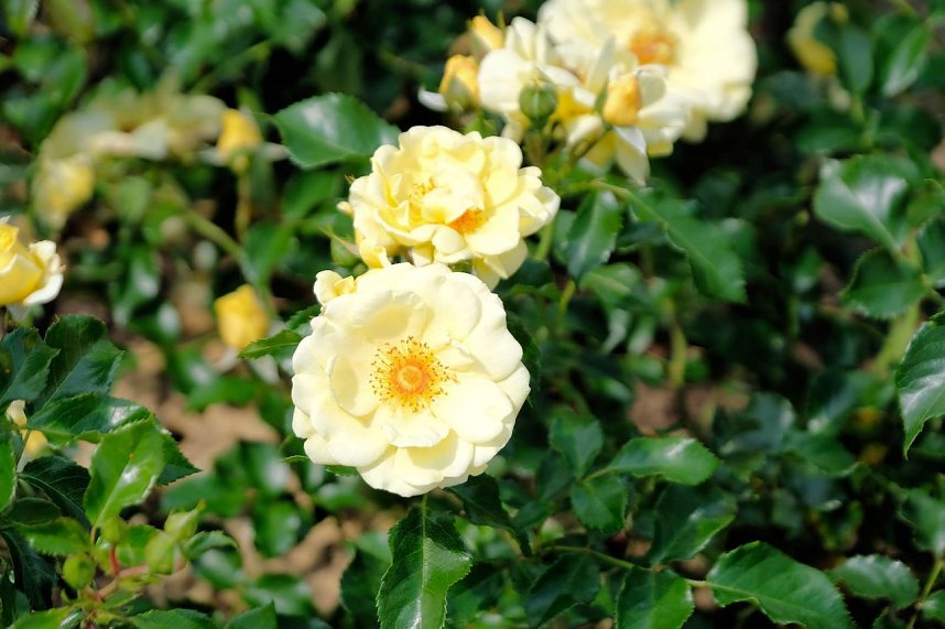 Kr&ouml;nung der Rosenk&ouml;nigin in Sangerhausen