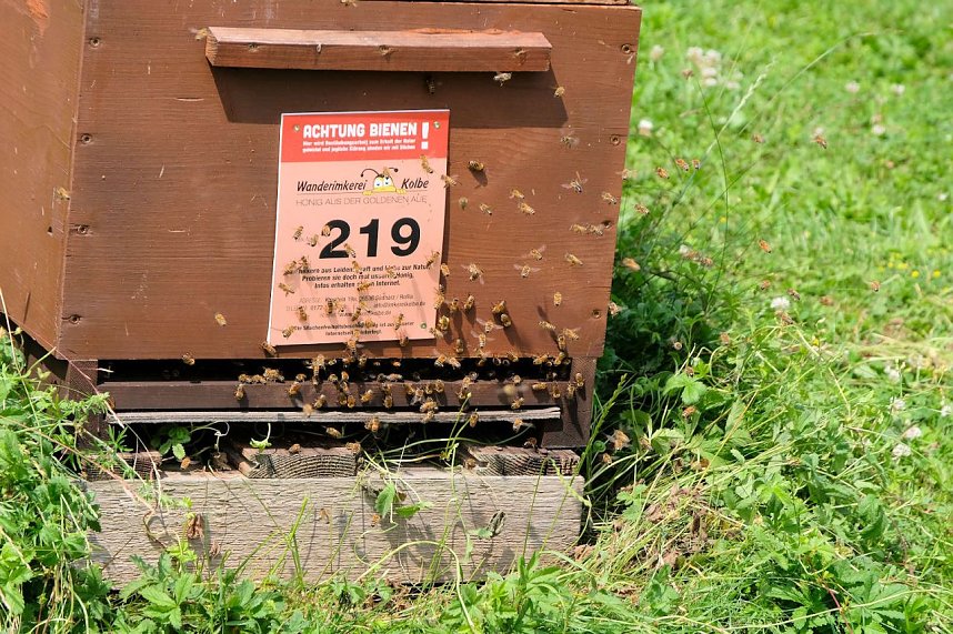 Kr&ouml;nung der Rosenk&ouml;nigin in Sangerhausen