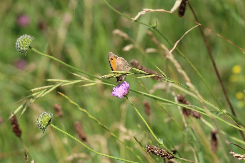 Sonntagsspaziergang Gipskarst-Naturschutzgebiet Sattelk&ouml;pfe" - H&ouml;rninger Klippen"