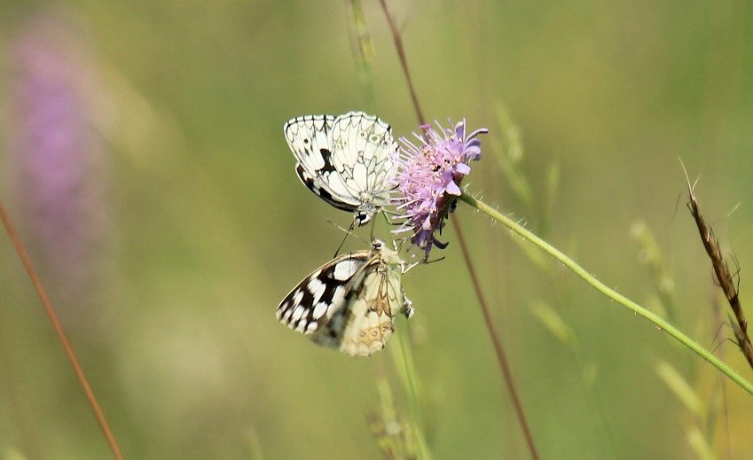 Sonntagsspaziergang Gipskarst-Naturschutzgebiet Sattelk&ouml;pfe" - H&ouml;rninger Klippen"