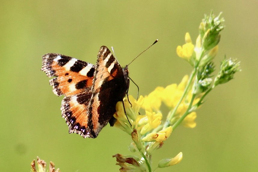 Sonntagsspaziergang Gipskarst-Naturschutzgebiet Sattelk&ouml;pfe" - H&ouml;rninger Klippen"