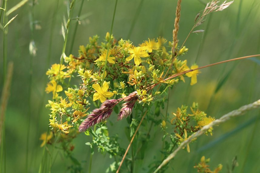 Sonntagsspaziergang Gipskarst-Naturschutzgebiet Sattelk&ouml;pfe" - H&ouml;rninger Klippen"