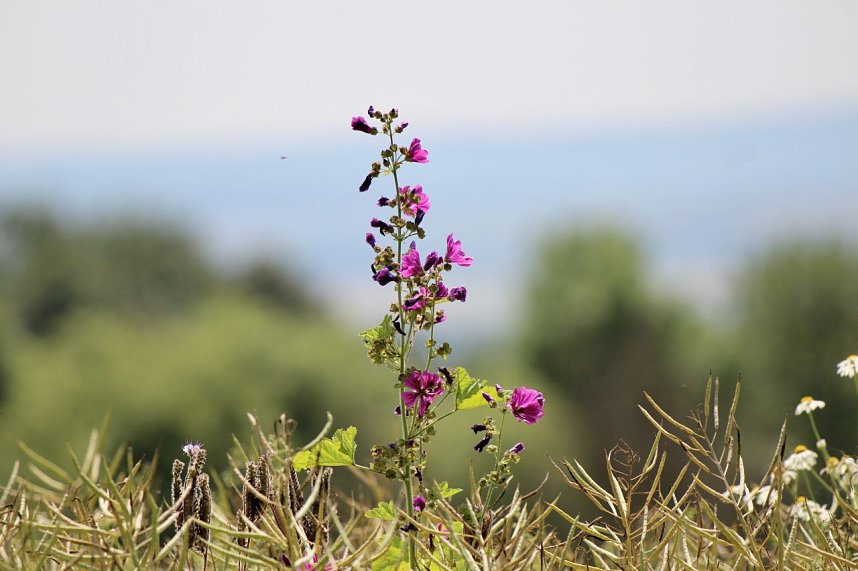 Sonntagsspaziergang Gipskarst-Naturschutzgebiet Sattelk&ouml;pfe" - H&ouml;rninger Klippen"