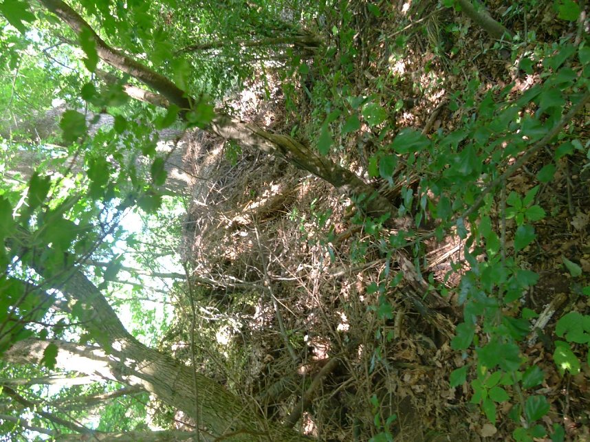 Gartenabf&auml;lle rund eine alte Eiche in Nordhausen-Nord