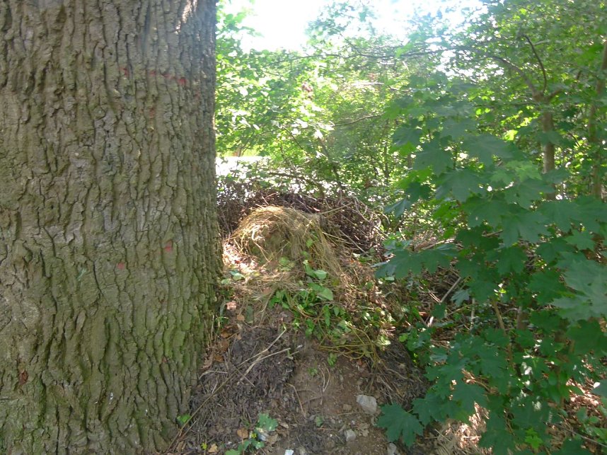 Gartenabf&auml;lle rund eine alte Eiche in Nordhausen-Nord