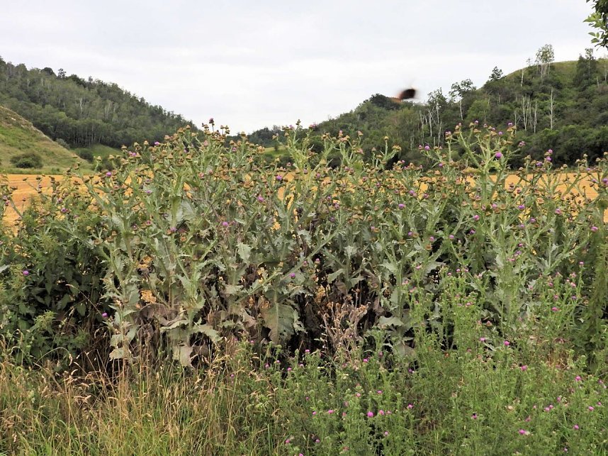 Die alte W&uuml;stung am Schlossberg