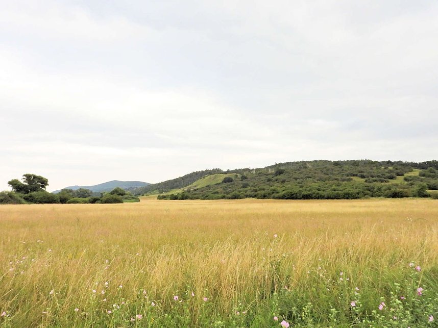 Die alte W&uuml;stung am Schlossberg
