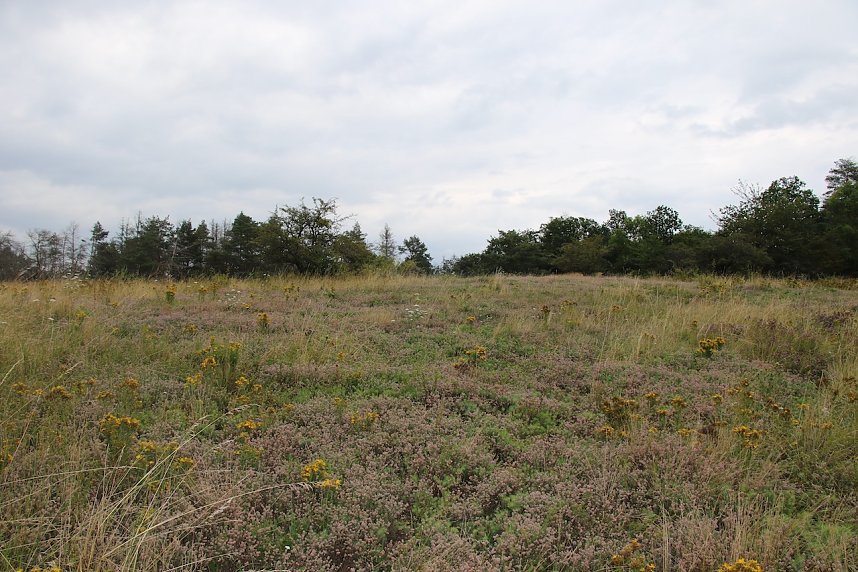 Unterwegs auf dem "Urwaldpfad"