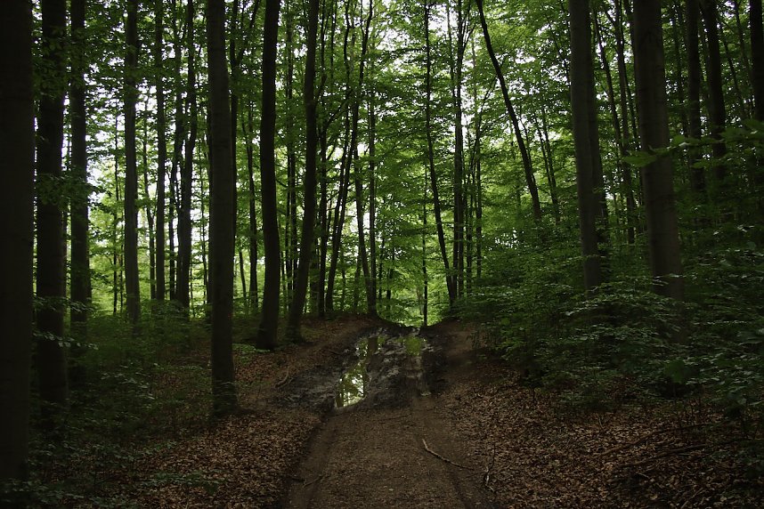 Unterwegs auf dem "Urwaldpfad"
