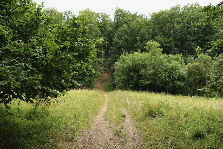 Unterwegs auf dem "Urwaldpfad"