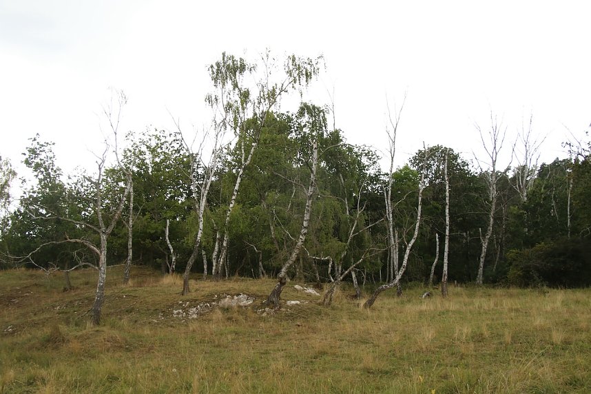 Unterwegs auf dem "Urwaldpfad"