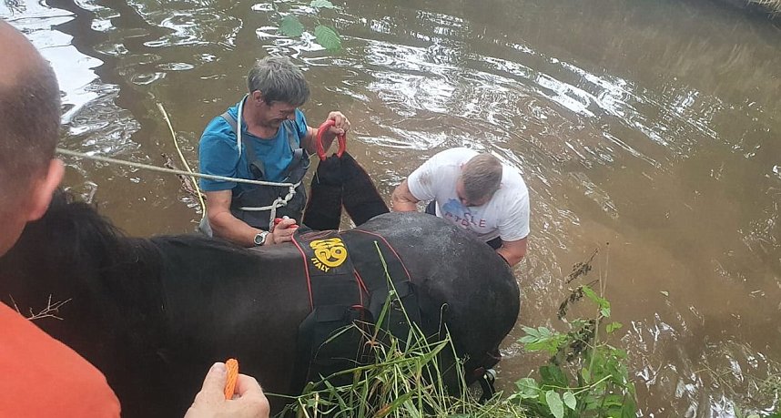 Bei Gro&szlig;wechsungen musste ein Pferd aus der Helme gehoben werden