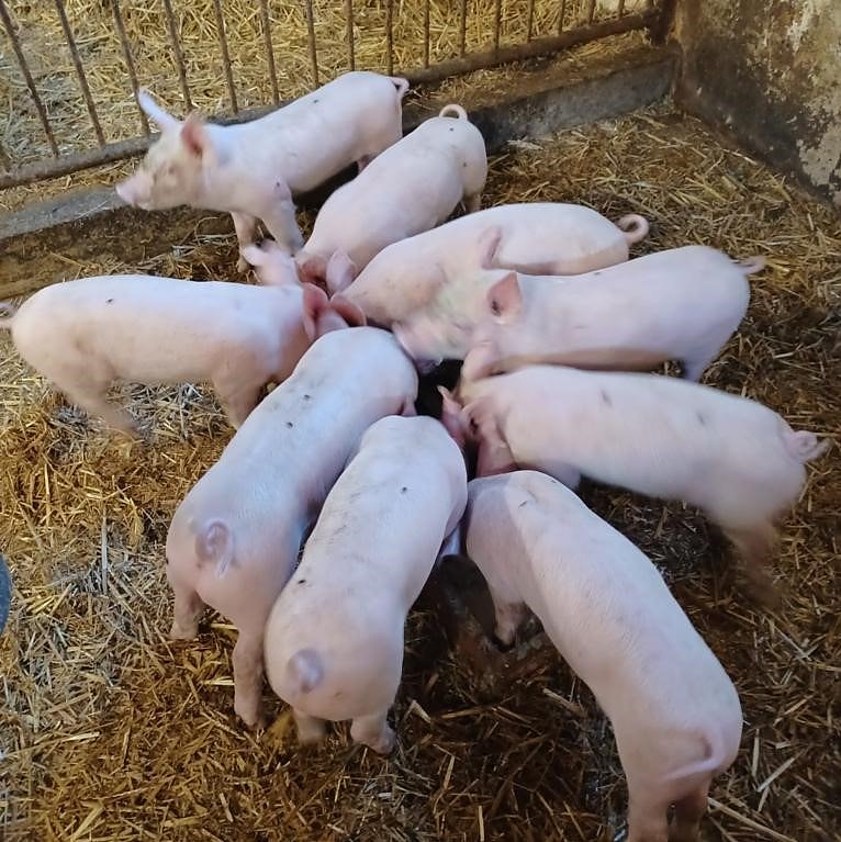 Das ist los im Rittergut