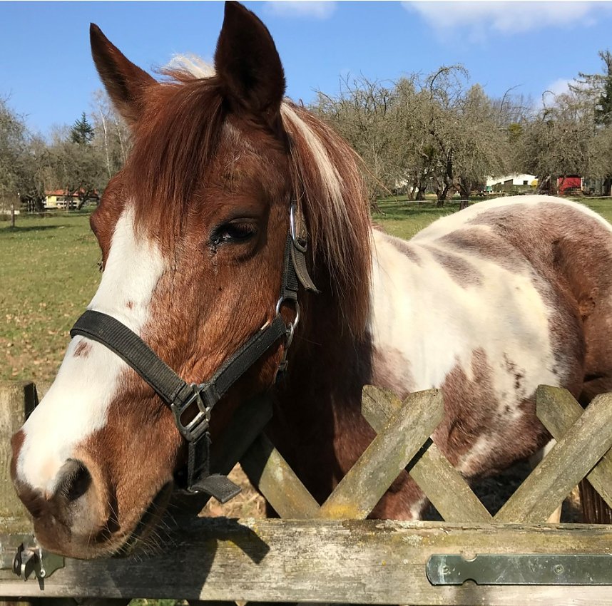 Das ist los im Rittergut