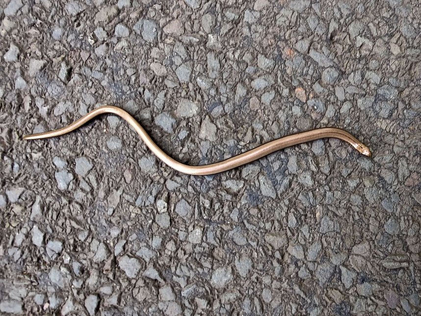 Vom M&auml;gdesprung zum Waldgagsthof