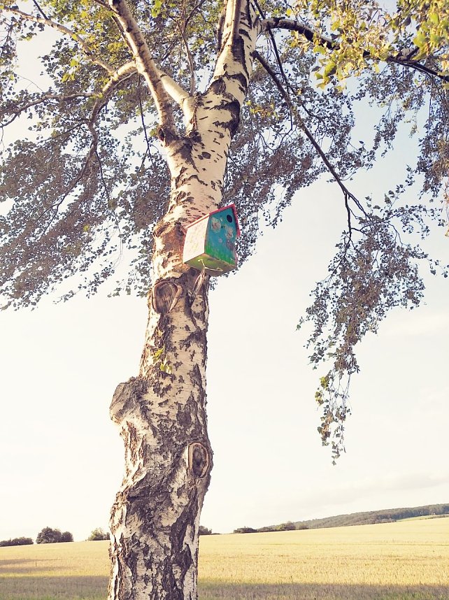 Neue Vogelh&auml;uschen in Urbach