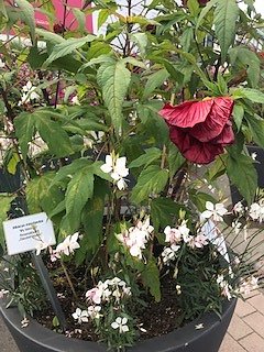 Nordh&auml;user Herzsportgruppe auf der BUGA in Erfurt