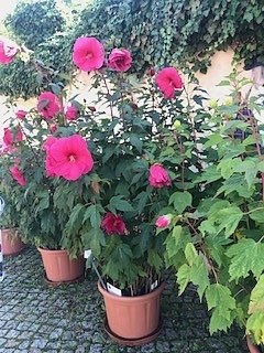 Nordh&auml;user Herzsportgruppe auf der BUGA in Erfurt