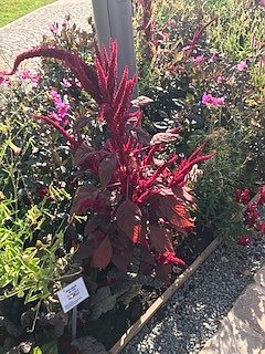 Nordh&auml;user Herzsportgruppe auf der BUGA in Erfurt