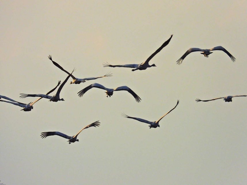 Kraniche am Stausee Kelbra