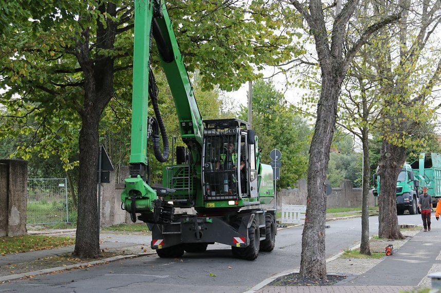 An der Bleiche hat man damit begonnen 13 B&auml;ume zu f&auml;llen