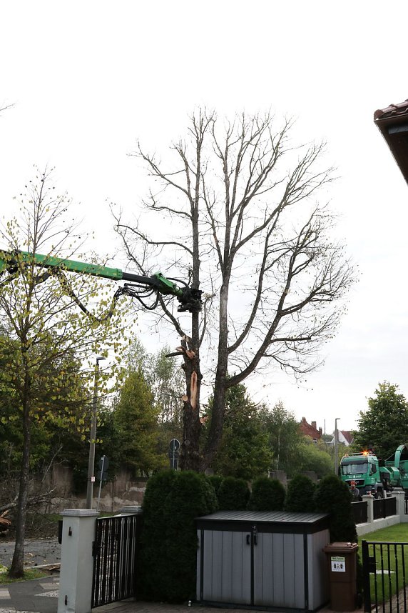 An der Bleiche hat man damit begonnen 13 B&auml;ume zu f&auml;llen